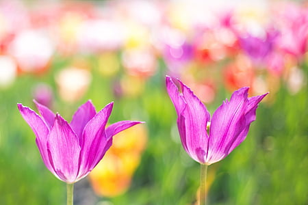 tulipes, Rosa, jardí, primavera, flors, floral, natura