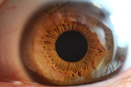 eye, pupil, iris, see, close, brown