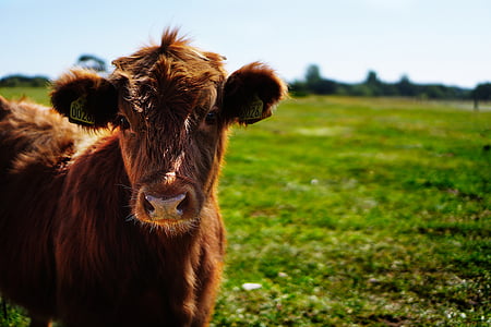 公牛, 小牛, 母牛, ko, 母牛, 小母牛, 很好奇