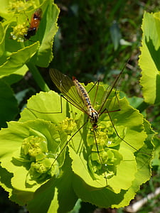 nephrotoma quadrifaria, tipúlido, tipulidae, ยุงที่มีขนาดใหญ่, แมลง