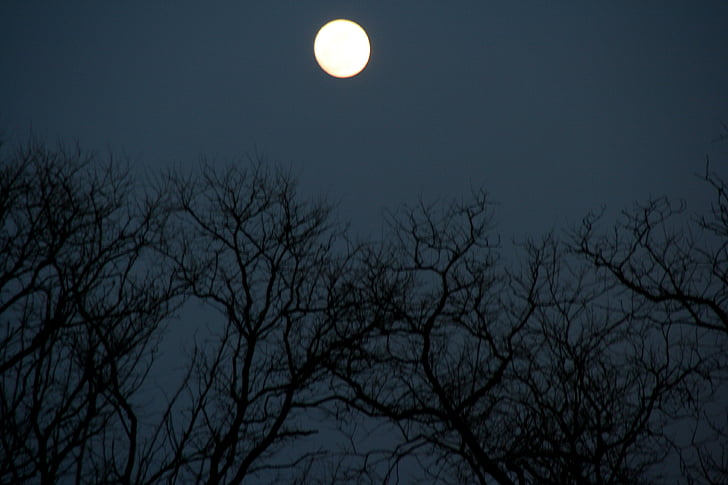 pilns mēness, koks, naktī, ēnas