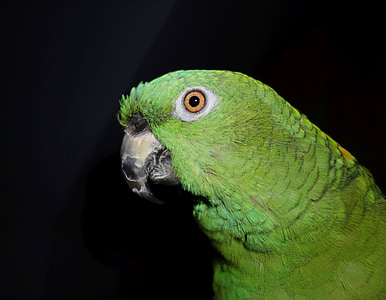 yellow neck amazone, parrot, amazone, bird, animal, green, feather