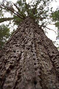 Baum, Natur, Wald, Baumstamm, Rinde, Holz - material, Woodland