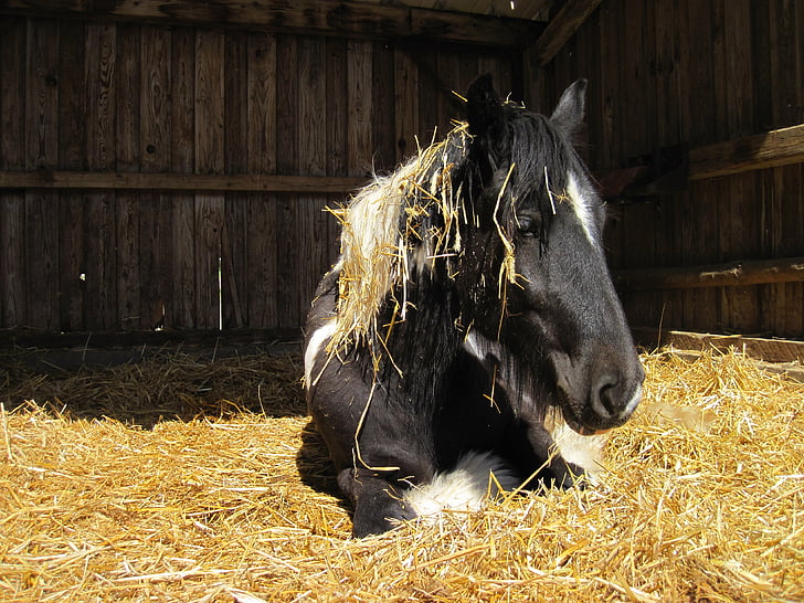horse, pinto, black, white, tinker, straw, stall
