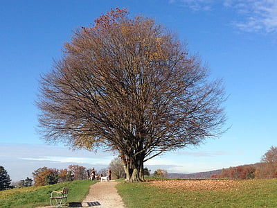 drevo, narave, jeseni, Zollikon, Švica, na prostem