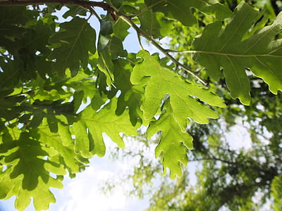 oak, leaves, green, sky, nature, foliage