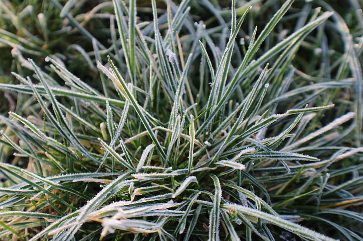 іній, трава, іній, взимку, холодної, лід