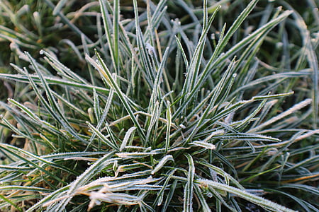 Frost, græs, rimfrost, vinter, kolde, Ice