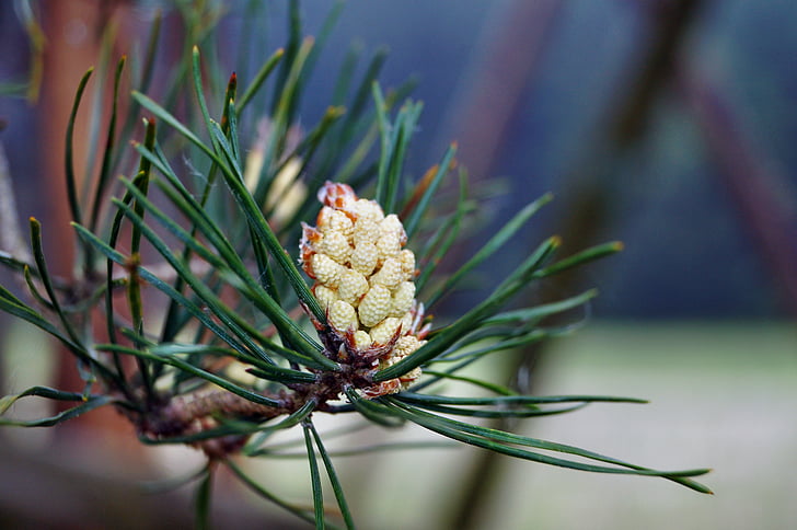 Pine, Blossom, Bloom, Pine kasvihuonekaasujen, havupuu, neuloja, kasvaa