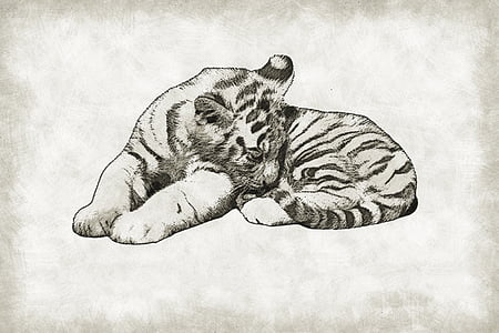 tiger, cub, cute, wild, wildlife, baby, cat
