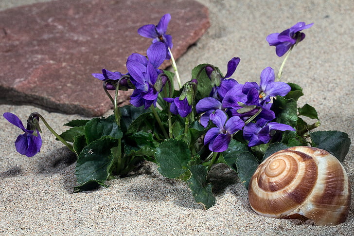 violetinė, žiedų, žydėti, violetinė augalų, pavasarį, altas