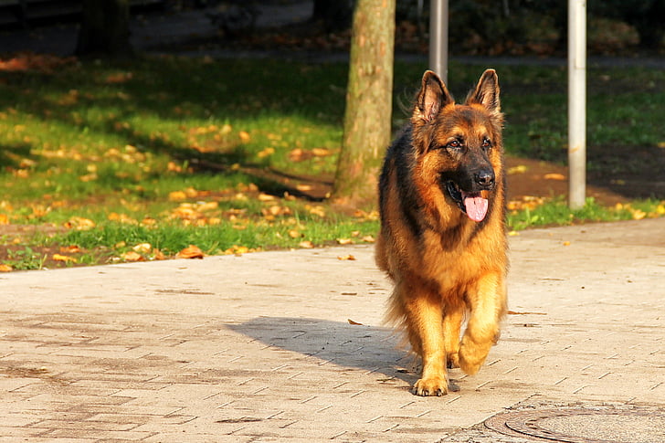 šuo, Schäfer šuo, gyvūnų, senas vokiečių aviganis, naminių gyvūnėlių, augintiniai, vokiečių aviganis