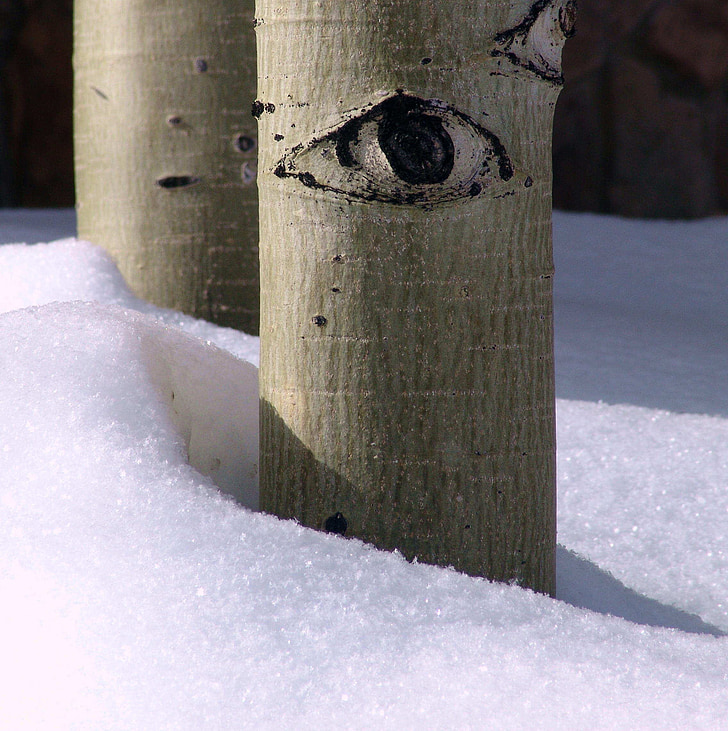 Aspen, drzewo, oko, zimowe, śnieg, lasu, sceniczny