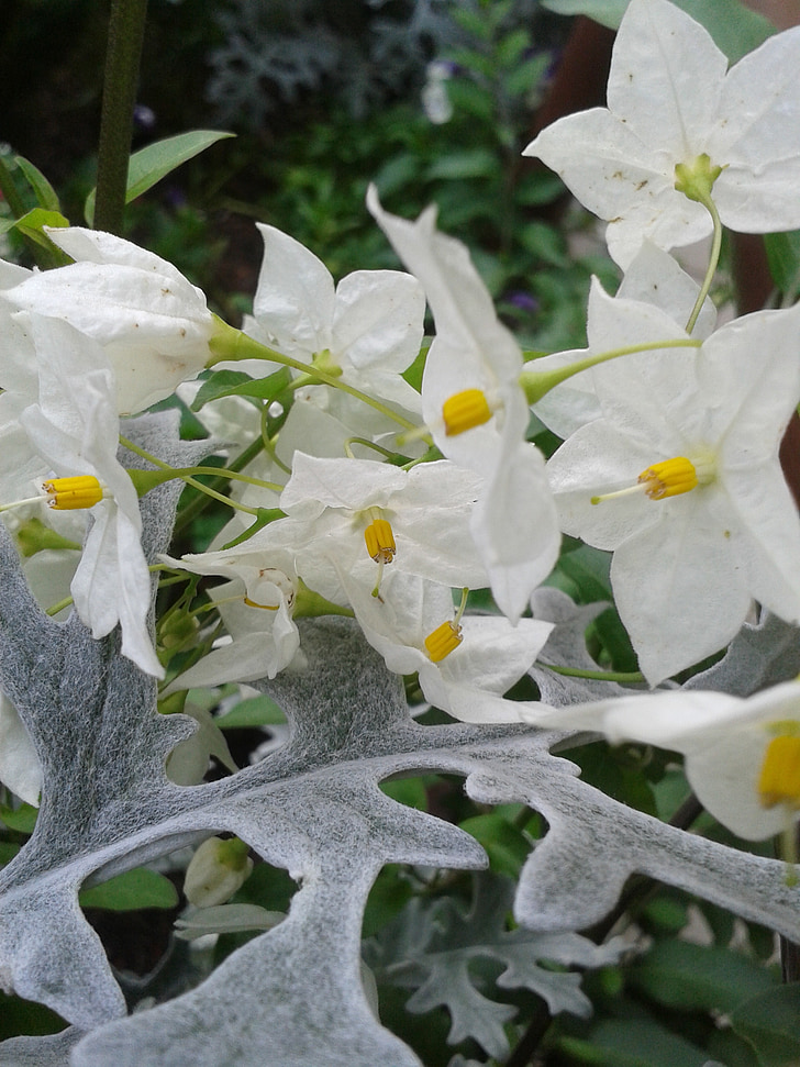 Jasmin, Ragwort, floare, floare, frunze, alb, galben