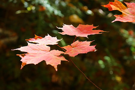 Maple, lá, lá phong, rừng, cây, Cottage, Crystal lake