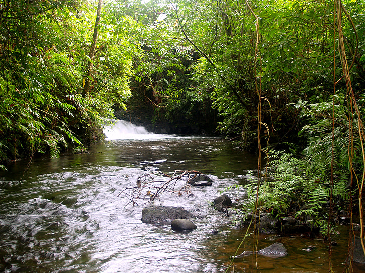 Rijeka, tok, džungla, šuma, stijena, prirodni, kamena