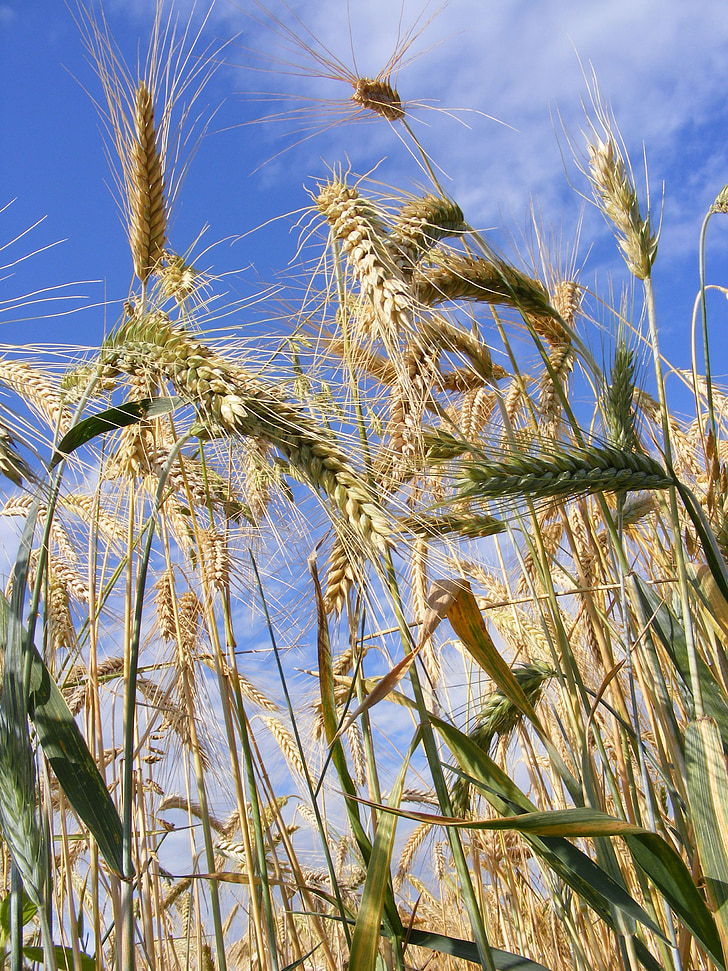 kmetijstvo, kruh, žita, Povečava, uho, zrn, pšenice