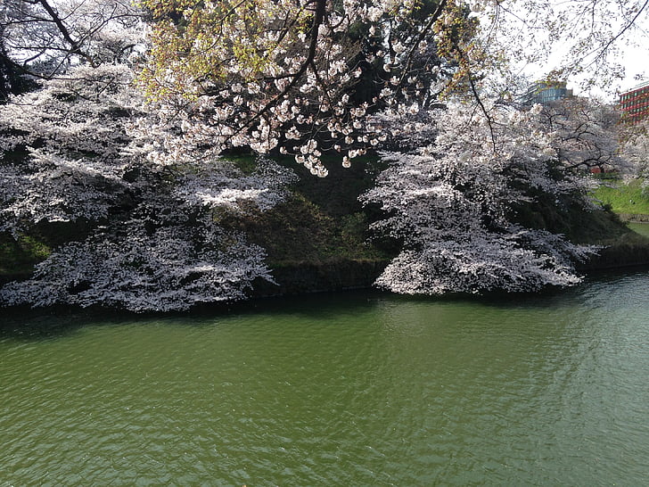 čerešňa, rybník, jar, kvety, Japonsko