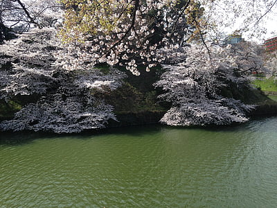 ซากุระ, บ่อ, ฤดูใบไม้ผลิ, ดอกไม้, ญี่ปุ่น