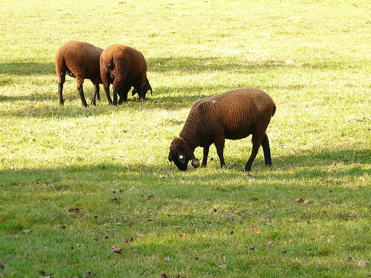 moutons, schwarzbraunes bergschaf, moutons de Jura, moutons de l’Elbe, race de mouton, Meadow, paître
