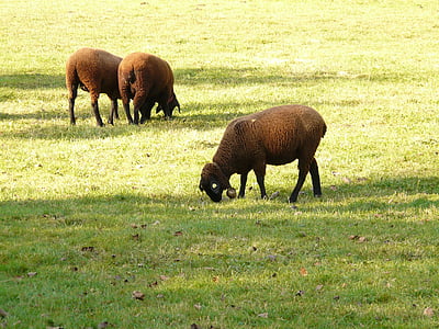 pecore, schwarzbraunes bergschaf, pecore di Jura, pecore di Elbe, razza di pecore, prato, pascolare