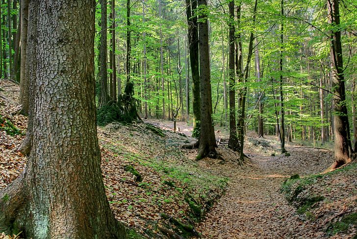 δάσος, άνοιξη, φύση, οξιά, δέντρο, πράσινο, Maiwald