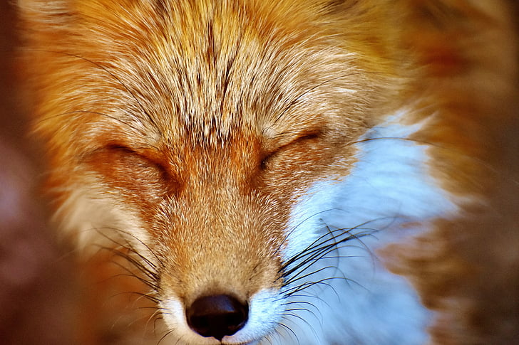 Fuchs, loomade maailm, metsloom, eluslooduse fotograafia, loomade portree, loodus, olend