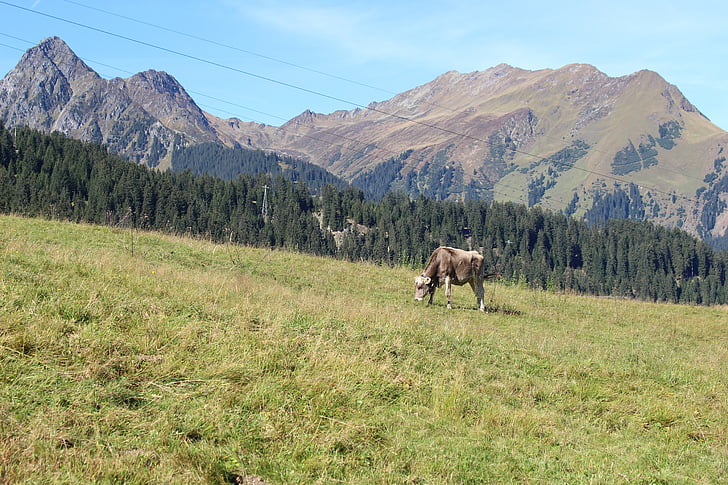 alpine, mountains, cow, pasture