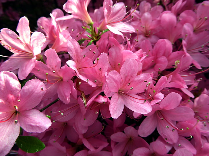 fiori di Azalea, primavera, backlit, chiudere, luminoso, rosa, natura