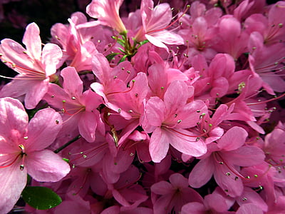 Azalea bloemen, lente, farbenpracht, sluiten, helder, roze, natuur