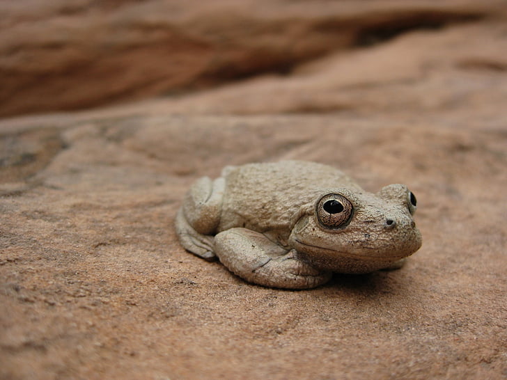 canyon tree frog, portrait, green, wildlife, nature, rock, amphibian