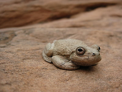 каньон дървесна жаба, Портрет, Грийн, дива природа, природата, рок, амфибия