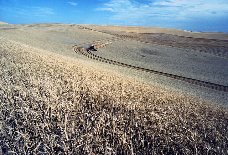žetva, pšenica, polje, krajolici, priroda