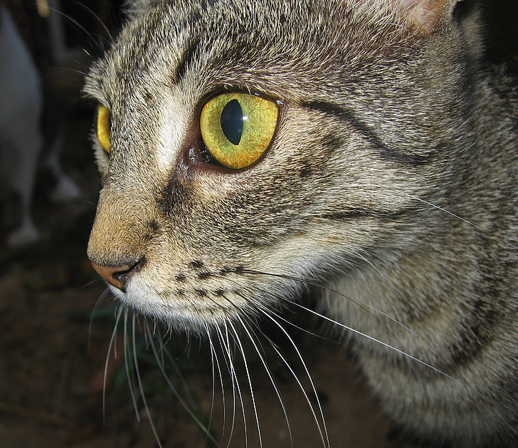 mačka, oči, Cat's oči, rumene oči, pet, pozornost, stališče Lauer