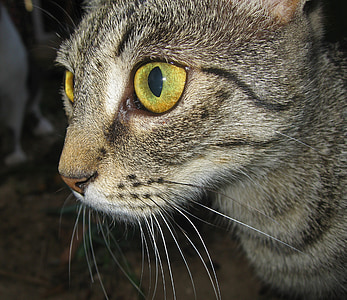 gato, ojos, ojos de gato, ojos amarillos, mascota, atención, posición de Lauer