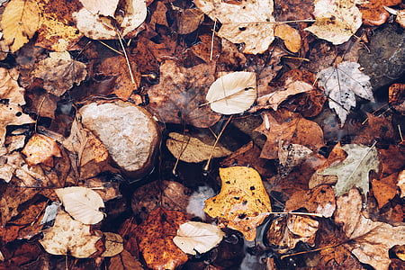 leaves, green, plant, garden, dried, fall, autumn