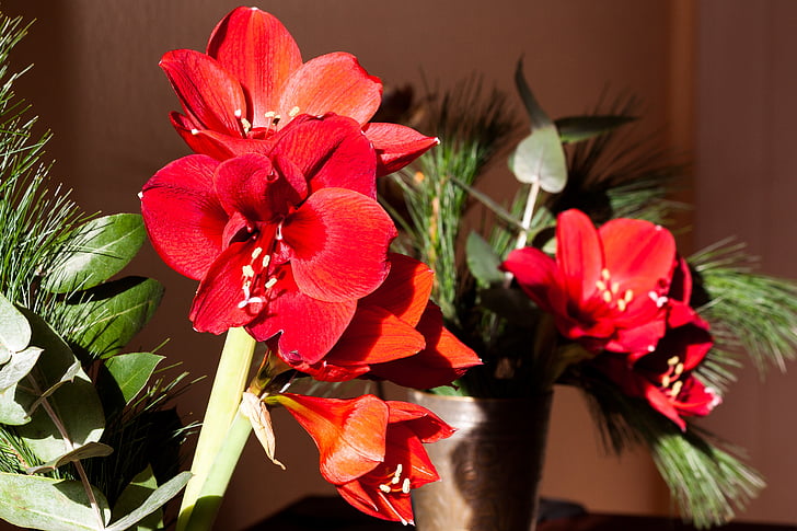 Αμαρυλλίς, κόκκινο, άνθος, άνθιση, λουλούδι, φυτό, βοτανική