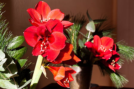 amaryllis, red, blossom, bloom, flower, plant, botany