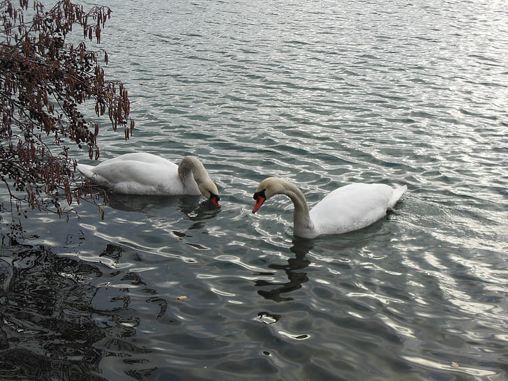 Swan, apa, lebede, pasăre, Lacul, pasăre de apă, păsările de apă