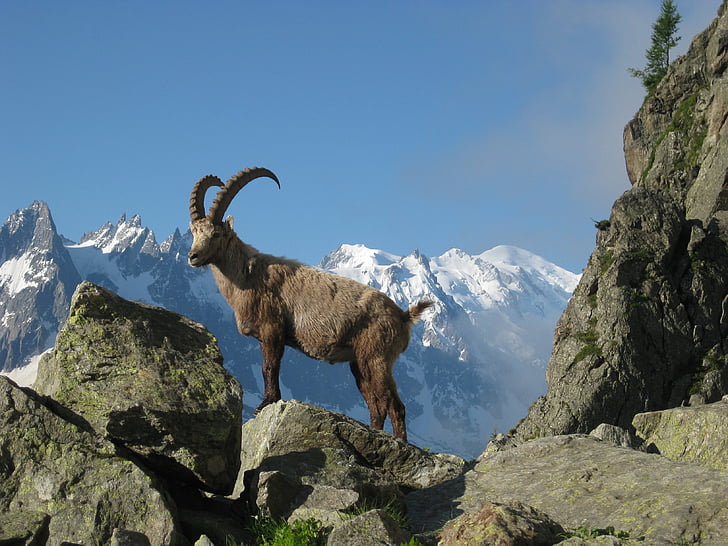 Mont blanc, Ibex, natur, Chamonix, argentières, Mountain, Alperne