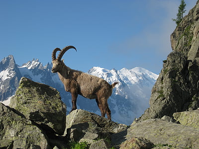 mont blanc, ibex, nature, chamonix, argentières, mountain, alps