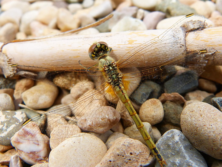 Dragonfly, keltainen dragonfly, Ruoko, libellulidae, libelulido, sudenkorennot, Sympetrum