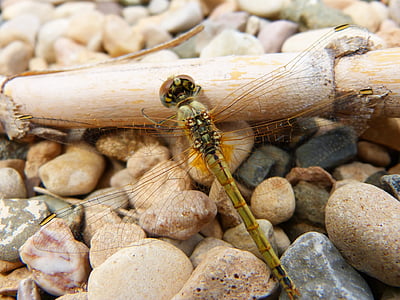 capung, dragonfly kuning, tebu, libellulidae, libelulido, Odonata, Sympetrum