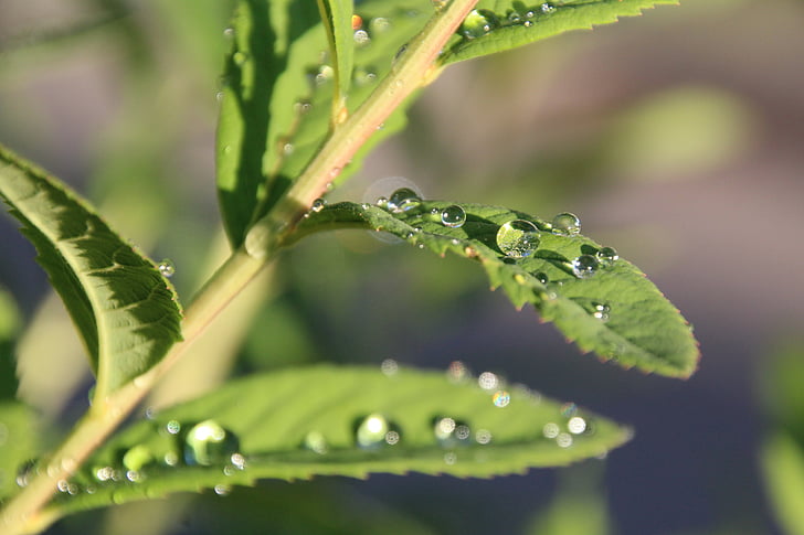 leaf, drop of water, drip, pearl, raindrop