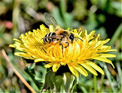 guêpe, abeille, pollen, insecte, animal, nature, macro