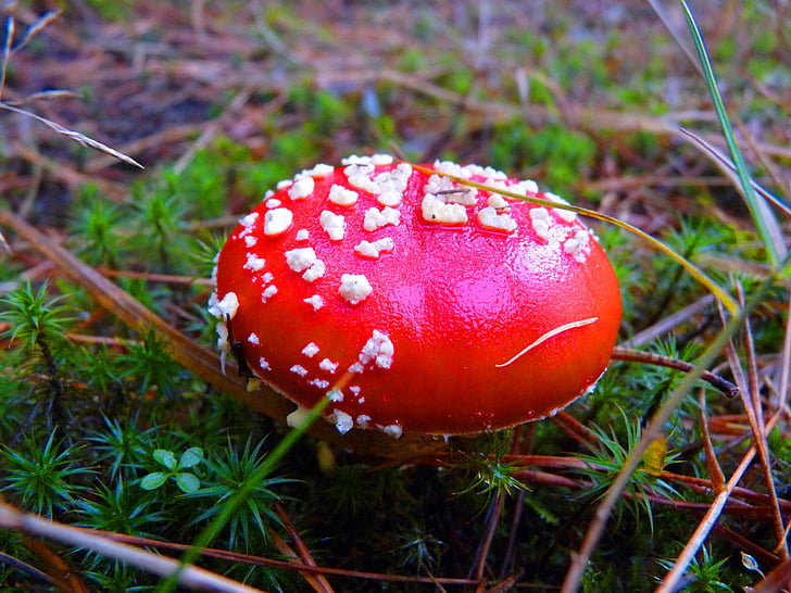 forest, mushroom, fly agaric, mood, autumn, nature, toxic