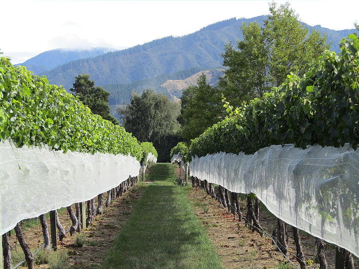 Виноградник, Новая Зеландия, виноград, горы, Вайн, виноградарство, Мальборо