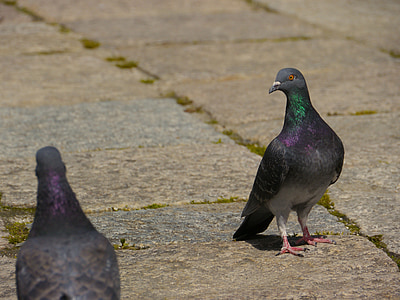 dove, pigeons, bird, standing