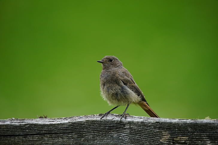 burung, Sparrow, mudah menguap, alam, fauna, bulu, pagar kayu