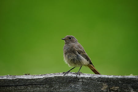 pták, Sparrow, nestálá, Příroda, Fauna, peří, tyčkový plot